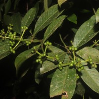 Psychotria nigra var. nigra